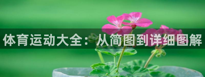 意昂4官网：体育运动大全：从简图到详细图解