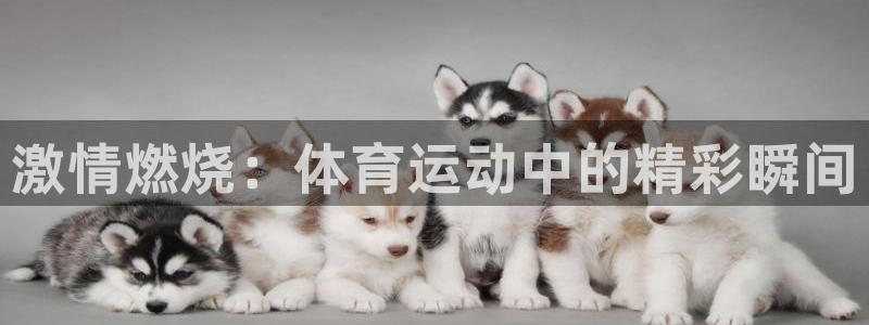 沐鸣体育3：激情燃烧：体育运动中的精彩瞬间